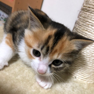 急募　子猫５匹