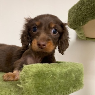 ミニチュアダックスの男の子里親さん募集中 - 犬