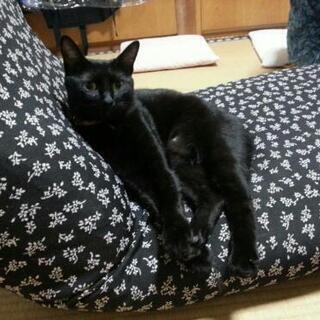 黒猫探しています