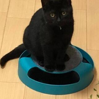 4ヶ月黒猫里親様決定しました。