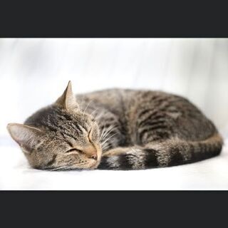 セカンドライフ香川犬猫譲渡会の画像