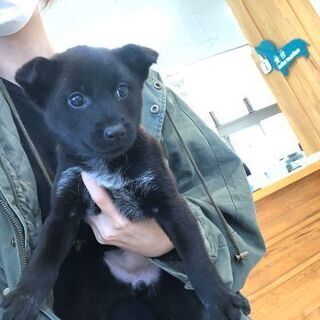 セカンドライフ香川犬猫譲渡会 − 香川県