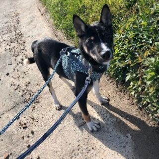 セカンドライフ香川犬猫譲渡会 - その他