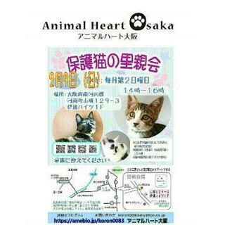 第22回 保護猫の里親会