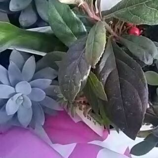 多肉植物ﾔﾌﾞｺｳｼﾞその他観葉植物セット