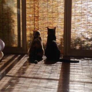 猫好きさんいませんか？ - 北群馬郡