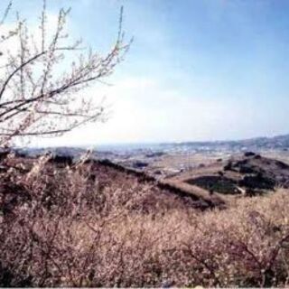 日帰り遠足サークル！🌸２月２４日　日本最大級の梅林 和歌山紀州の...