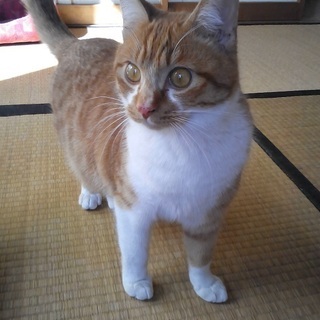 茶白のイケメン（さくら猫）の里親様募集