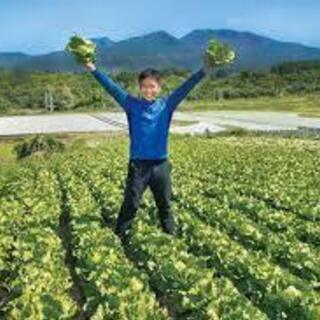 長野県でレタスの収穫作業を泊まり込みで手伝ってくれる方募集！の画像