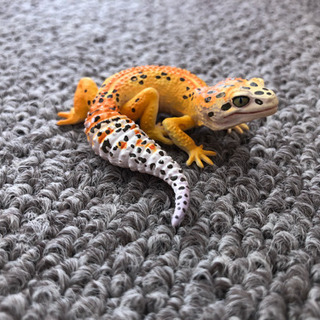 【フィギュア】レオパ ハイポタンジェリンAの画像