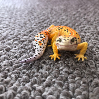 【フィギュア】レオパ ハイポタンジェリンAの画像