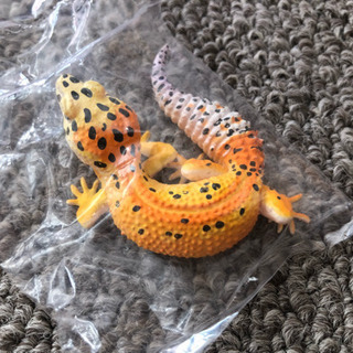 【フィギュア】レオパ ハイポタンジェリンBの画像