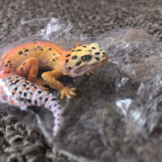 【フィギュア】レオパ ハイポタンジェリンBの画像