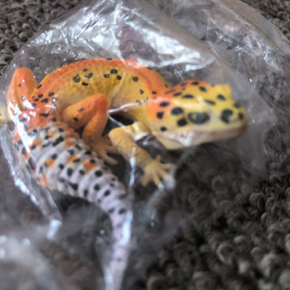 【フィギュア】レオパ ハイポタンジェリンCの画像