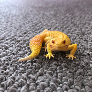 【フィギュア】レオパ ラプター Bの画像