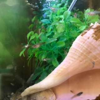 【福岡市城南区東油山 】MIXグッピー稚魚 ミックスグッピー稚魚...
