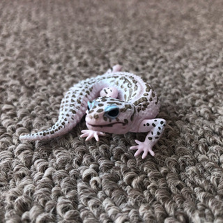 【フィギュア】レオパ スーパーマックスノーの画像