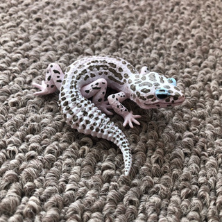 【フィギュア】レオパ スーパーマックスノーの画像