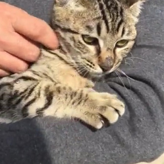 さくら猫、里親募集