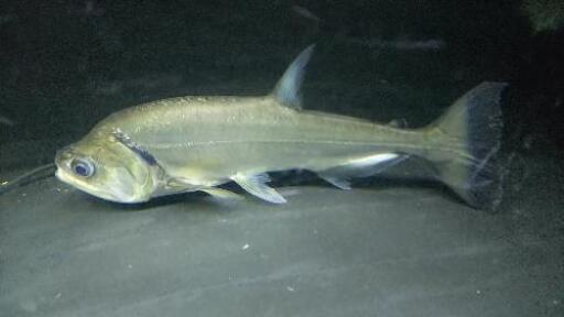 アルマータスカショーロ ４２± ビッグサイズ