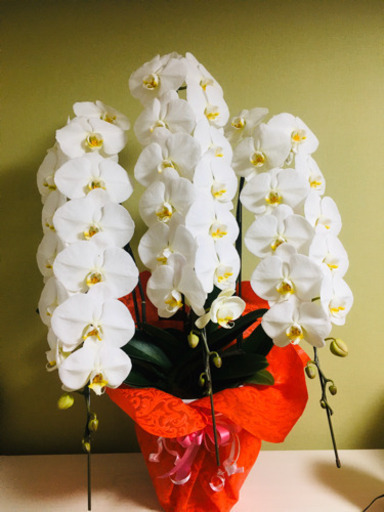 胡蝶蘭3本　推定購入価格22,000円