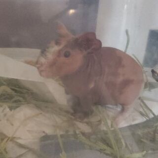 スキニーギニアピッグ