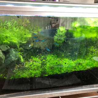 熱帯魚
