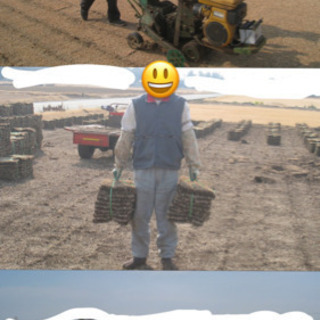    野芝☆日本芝☆激安☆★芝生★産地生産日本一★の画像