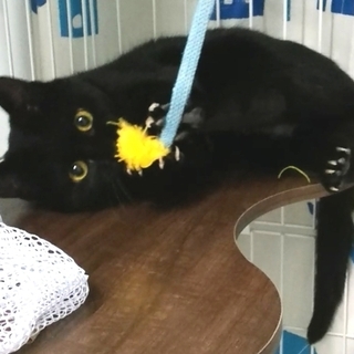 黒猫　メス　推定　６カ月～１歳ぐらい（トライアル中）