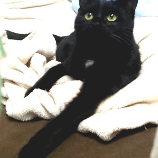 黒猫　メス　推定　６カ月～１歳ぐらい（トライアル中） − 滋賀県