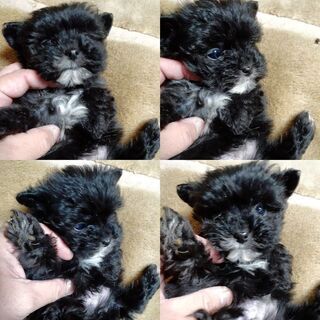 子犬いかがですか。優しい飼い主さんいませんか⁉️ - 伊東市