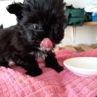 子犬いかがですか。優しい飼い主さんいませんか⁉️ - その他