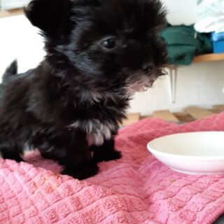 子犬いかがですか。優しい飼い主さんいませんか⁉️ − 静岡県