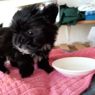 子犬いかがですか。優しい飼い主さんいませんか⁉️ - メンバー募集