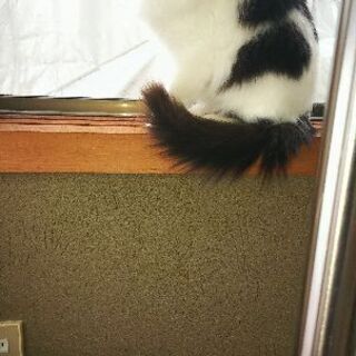 生後約６ヶ月ふわふわの女の子🎀飼ってくれる家族が見つかりました     - 猫