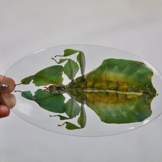 コノハムシ　キーホルダー　昆虫　標本