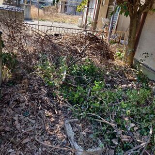 枯れ枝　剪定枝　薪等に是非お使いくださいの画像