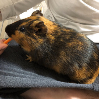 モルモット　里親募集します