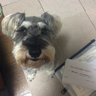 2/23（日） 全4回 ＜残①名＞　///  大阪市内のカフェにて U^ｪ^U  ///  愛犬のために「うちの子専属 のセラピスト」になろう♪　【総合講座】の画像