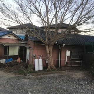 樹木伐採してくれるかた募集します