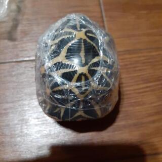 リクガメガチャとへびのブレスレット