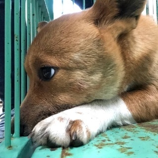 里親決定！有難うございました！🆘 捕獲檻に入って保健所収容！まだ...