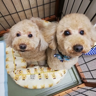 ◆トリミングの予約受付中=^o^= − 東京都