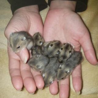 ジャンガリアンハムスター赤ちゃんの画像