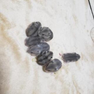 ジャンガリアンハムスター赤ちゃん - その他