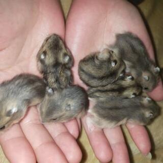 ジャンガリアンハムスター赤ちゃん - 佐世保市