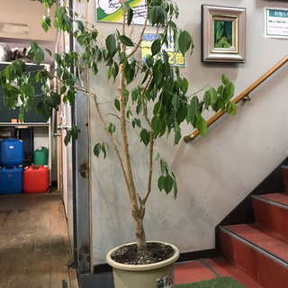 JG00131 観葉植物 