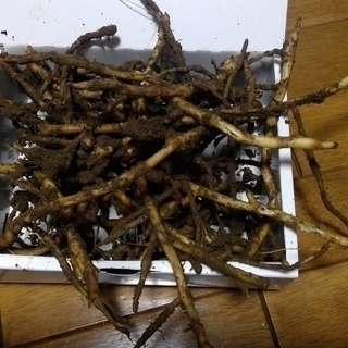 茗荷苗  抜き苗