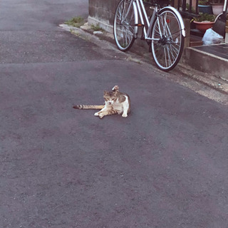 読書と哲学とお茶