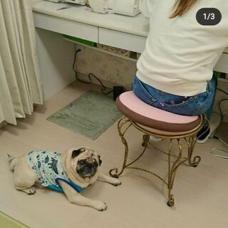 犬服教室『パグ/はなぺちゃ犬限定』の画像
